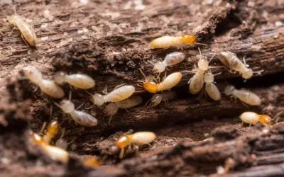 5 Signs of Termites in the Home