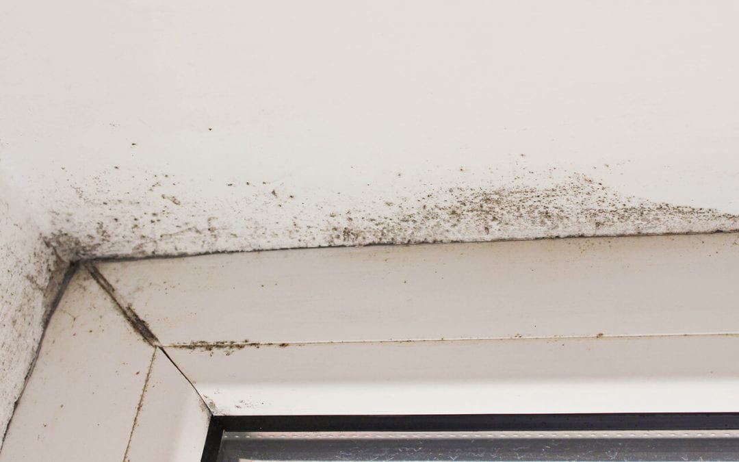 signs of mold in the home