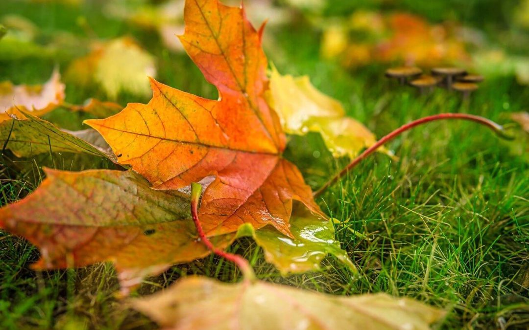 5 Ways to Improve Fall Curb Appeal