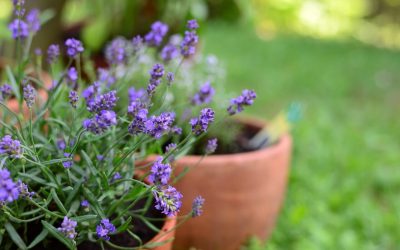 Transform Outdoor Living Spaces: 7 Popular Plants for the Deck, Porch, or Patio